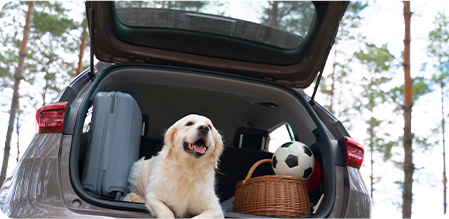 cute-dog-laying-trunk-low-angle